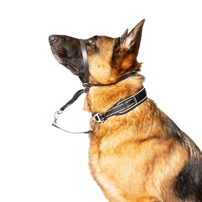 POSITVE LEADER Waterproof Dog Headcollar