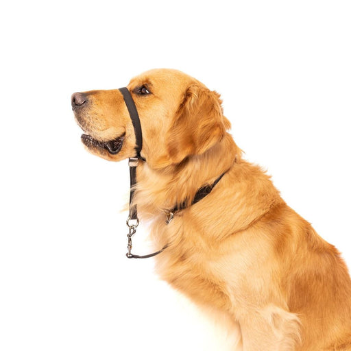 WATERPROOF Dog Head Collar