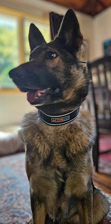 Heavy Duty Dog Collar - ACTIVEDOG Australia