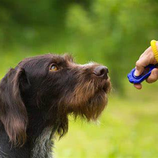 Must Have Dog Training Products