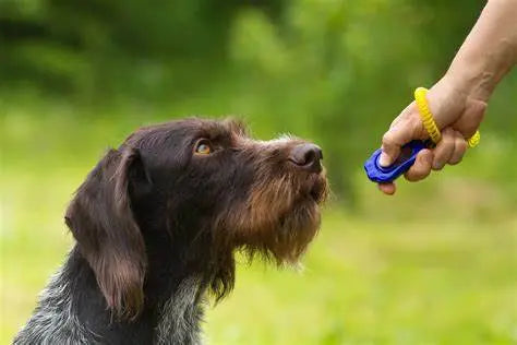 Must Have Dog Training Products ACTIVEDOG