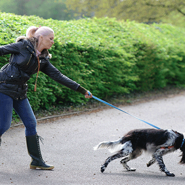 10 Body Signs to Read When Your Dog Pulls On A Walk