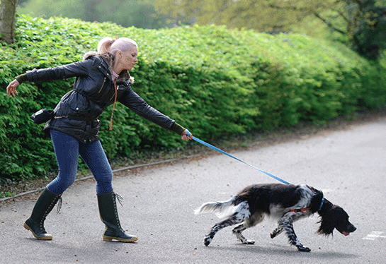 10 Body Signs to Read When Your Dog Pulls On A Walk