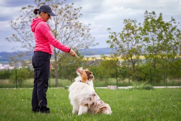 Dog-Training ACTIVEDOG