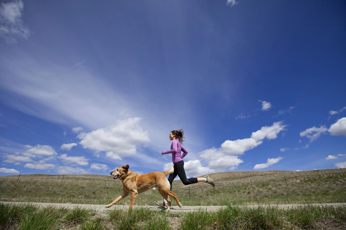 Dog-Running ACTIVEDOG