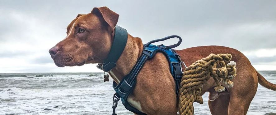 ACTIVEDOG Australia