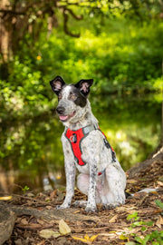 SAFE Escape Proof Dog Harness ACTIVEDOG