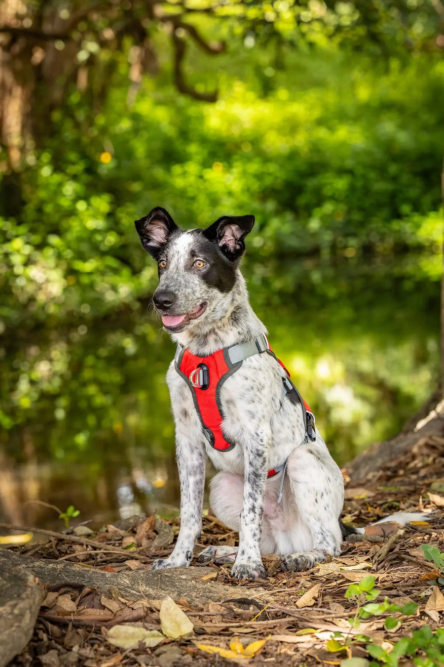 SAFE Escape Proof Dog Harness ACTIVEDOG