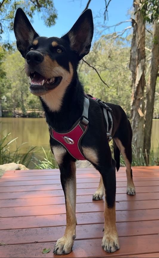 SPORT No Pull Dog Harness ACTIVEDOG