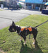 Escape Proof Dog Harness - ACTIVEDOG