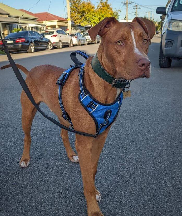 Front Clip Dog Harness - ACTIVEDOG