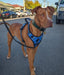 Front Clip Dog Harness - ACTIVEDOG